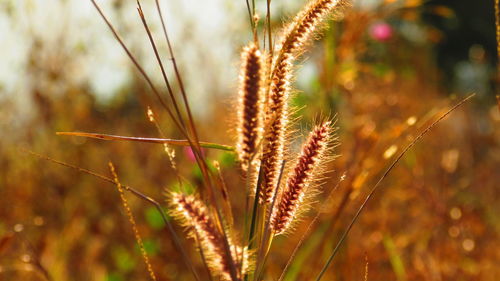 Close-up of plant growing in field