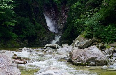 Scenic view of waterfall in forest