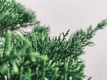 Close-up of pine tree