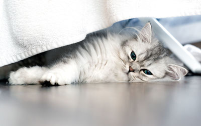 Portrait of cat lying on floor