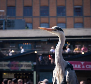 View of a bird against buildings