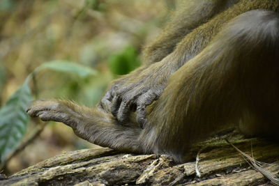 Close-up of monkey's foot