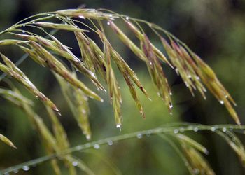 Close-up of raindrops on plant