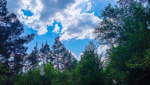 Low angle view of trees against sky