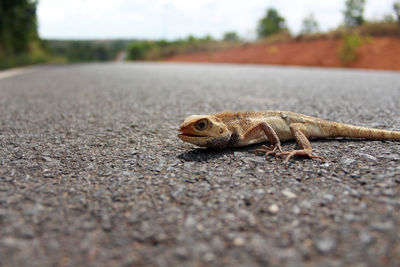 Surface level view of lizard on road
