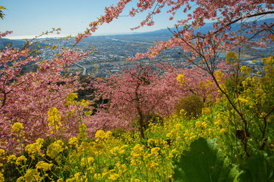 View of flowering plants against sky