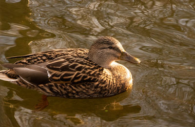 Duck swimming in a lake