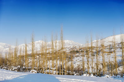 Tien shan mountain system on a frosty snowy day in uzbekistan and lonely trees along the road