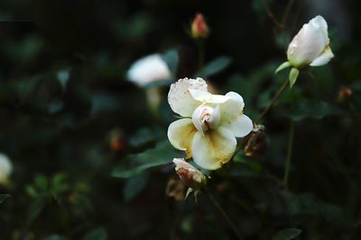 Close-up of white plant