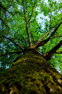 Low angle view of trees in forest against sky