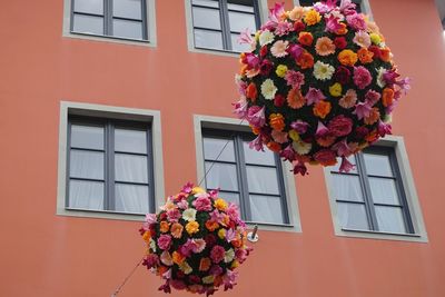 Close-up of pink flowers balls against window of apricot colored house