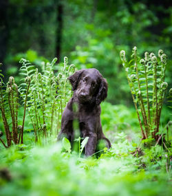 Dog in a field