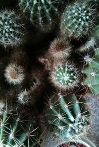 Close-up of dandelion