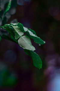 Close-up of water drops on leaf