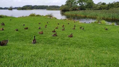 Flock of birds on the lake