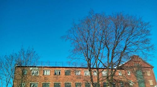 Low angle view of bare trees against blue sky