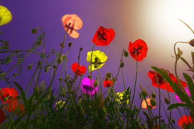 Close-up of poppies blooming on field against sky