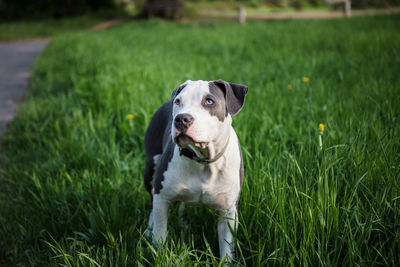 Portrait of dog on field