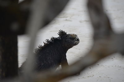 High angle view of iguana at galapagos islands