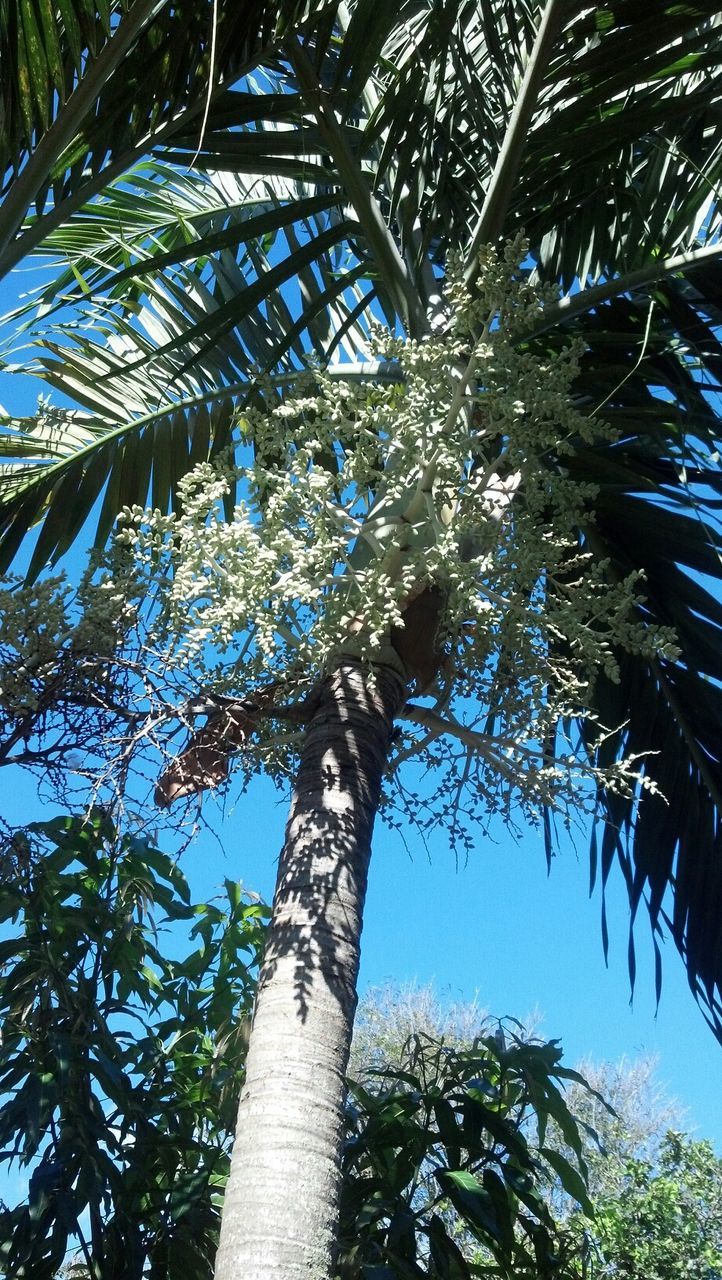 low angle view, tree, palm tree, growth, blue, leaf, branch, nature, tree trunk, day, sunlight, sky, palm leaf, outdoors, green color, no people, tranquility, beauty in nature, art and craft, tall - high