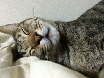 Close-up of cat sleeping on bed