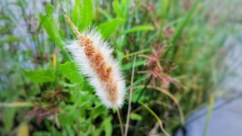 Close up of dandelion