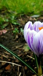 Close-up of purple flowers blooming in field