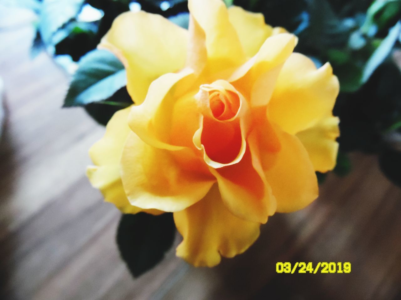 CLOSE-UP OF YELLOW ROSE AGAINST BLURRED BACKGROUND