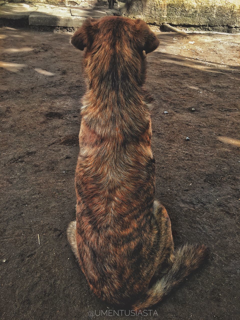 DOG SITTING ON GROUND