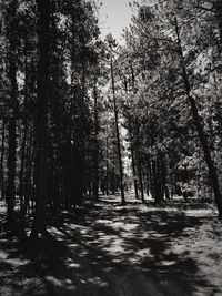 Trees in forest