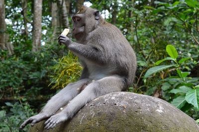 Monkey sitting on rock in forest