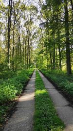 Road amidst trees in forest