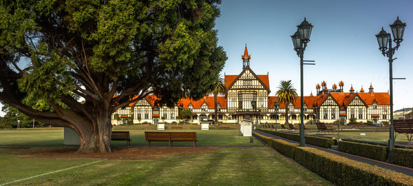 Trees in the park with buildings in the background