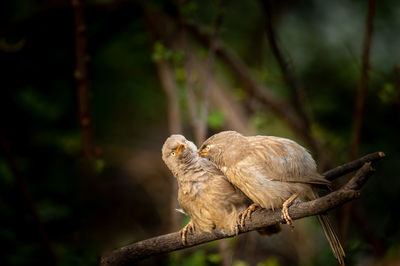 Close-up of eagle perching on branch