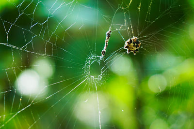 Close-up of spider on web