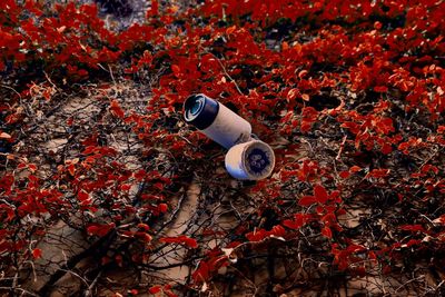 High angle view of red berries on field