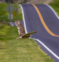 Close-up of eagle flying against blurred background