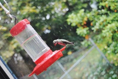 Bird flying over water
