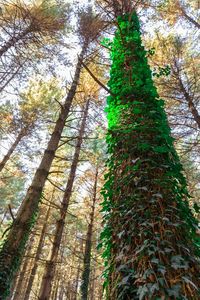 Low angle view of trees in forest