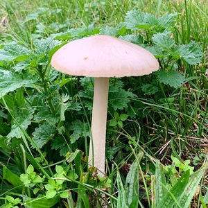 Close-up of mushroom growing on field