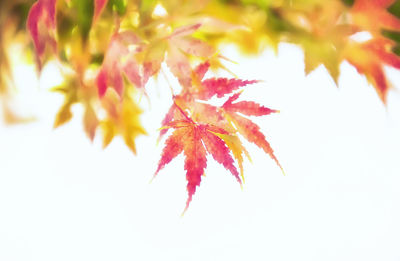 Close-up of maple leaves