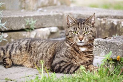 Portrait of tabby cat