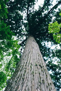 Low angle view of tree trunk in forest