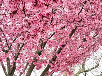 Pink cherry blossoms in spring