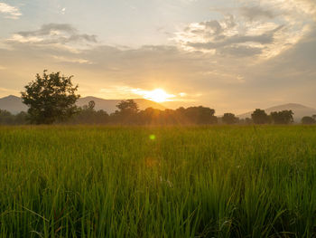 Scenic view of field against sky during sunset