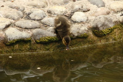 Bird in lake