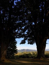 Trees on field