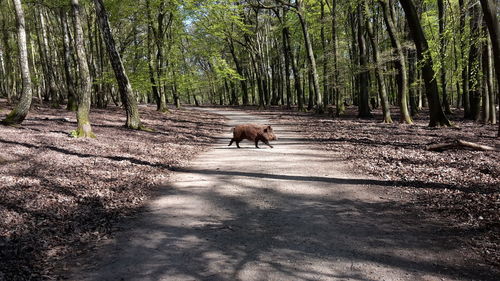 Wild boar crossing road in forest