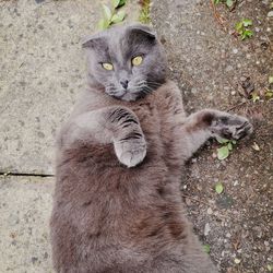 High angle portrait of cat on field