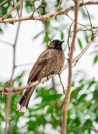 Low angle view of bird perching on branch